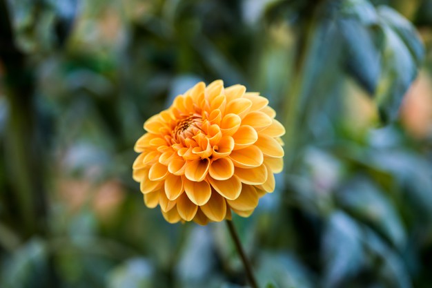 10 Tipos de flores para velório e seus significados - Conslac Blog